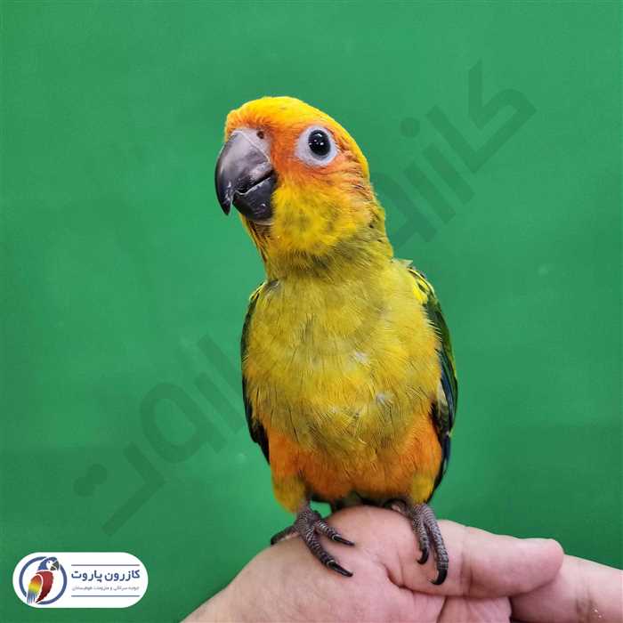 جوجه سرلاکی طوطی خورشیدی( سان کانور )