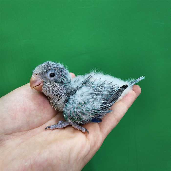 جوجه سرلاکی طوطی راهب(کواکر)آبی