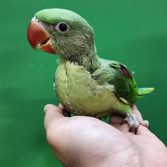 جوجه سرلاکی شاه‌ طوطی