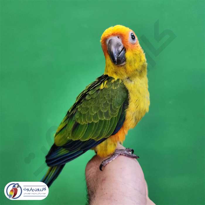 جوجه سرلاکی طوطی خورشیدی( سان کانور )