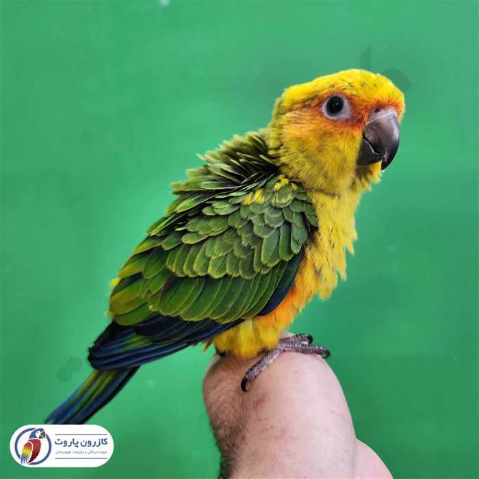 جوجه سرلاکی طوطی خورشیدی( سان کانور )