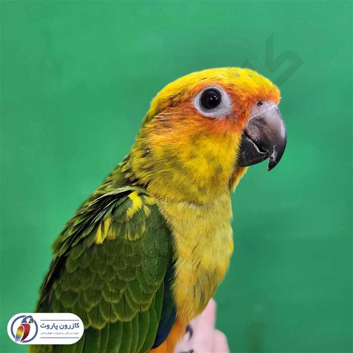 جوجه سرلاکی طوطی خورشیدی( سان کانور )