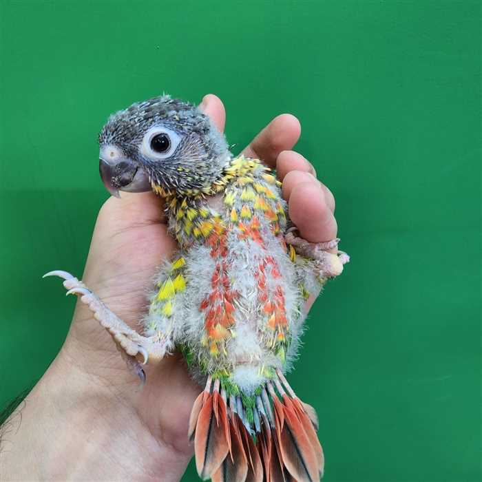 جوجه سرلاکی طوطی گرینچیک یلوساید رد فکتور