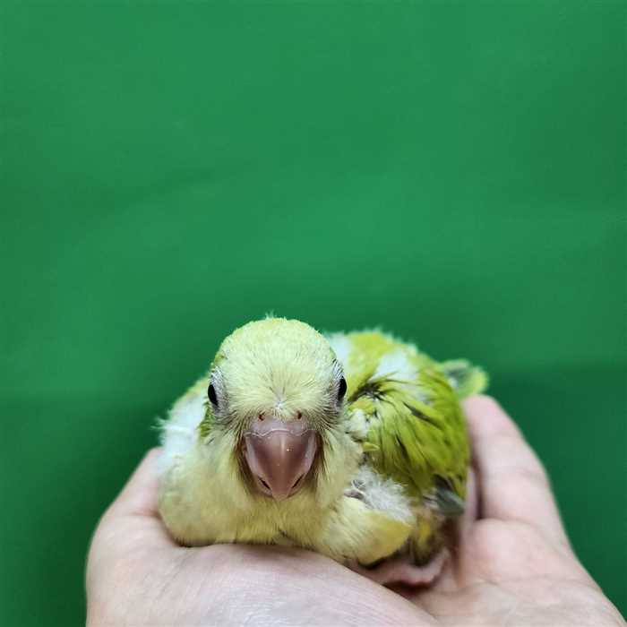 جوجه سرلاکی طوطی راهب(کواکر)پسته ای