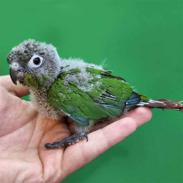 جوجه سرلاکی طوطی گرینچیک نرمال