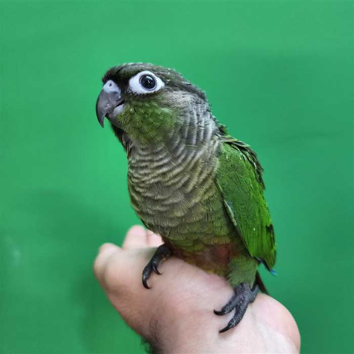 جوجه سرلاکی طوطی گرینچیک نرمال
