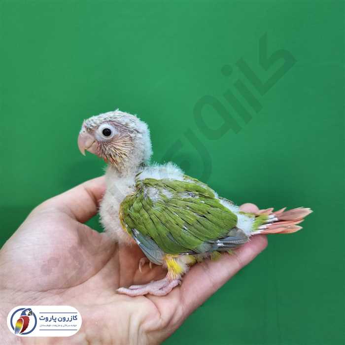 جوجه سرلاکی طوطی گرینچیک آناناسی ردفکتور