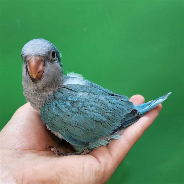 جوجه سرلاکی طوطی راهب(کواکر)آبی