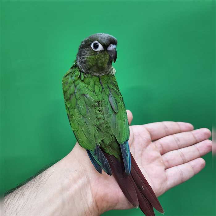 جوجه سرلاکی طوطی گرینچیک نرمال