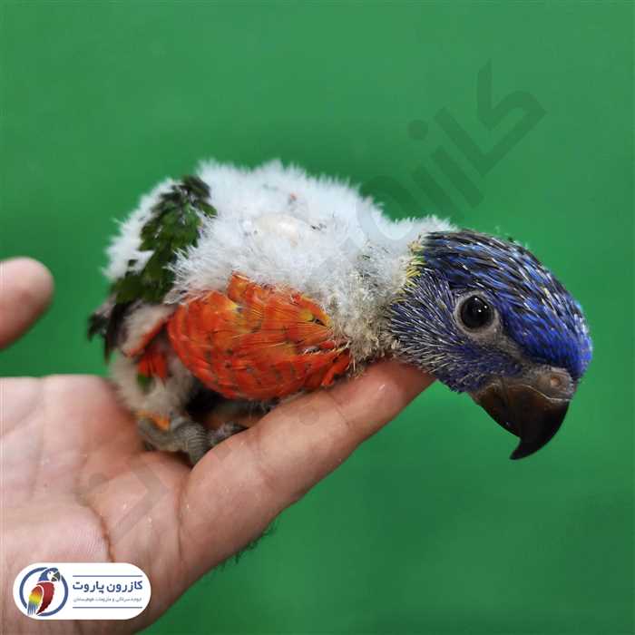 جوجه سرلاکی طوطی لوریکیت رنگین کمانی