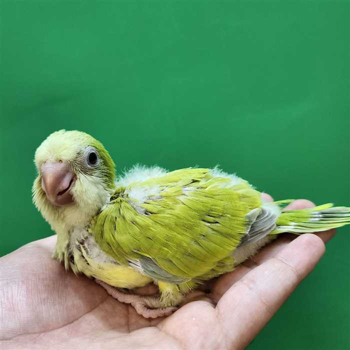 جوجه سرلاکی طوطی راهب(کواکر)پسته ای