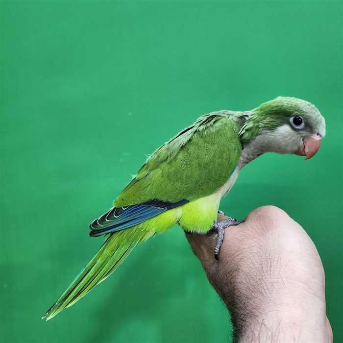 جوجه سرلاکی طوطی راهب(کواکر)سبز