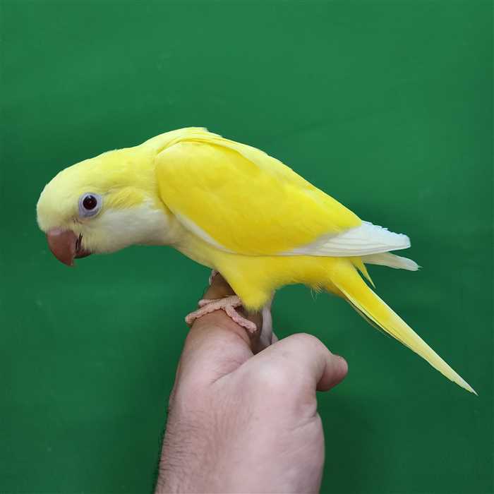 جوجه سرلاکی طوطی راهب(کواکر)زرد