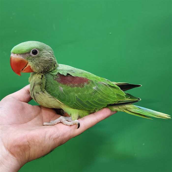 جوجه سرلاکی شاه‌ طوطی