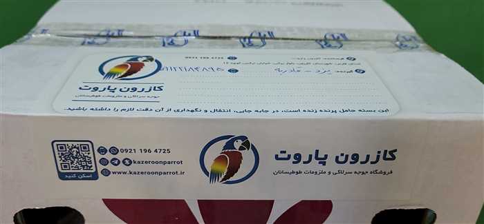 ارسال جوجه طوطی راهب به یزد