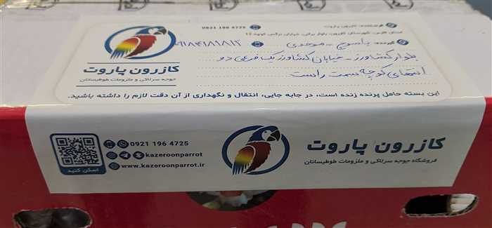 ارسال جوجه طوطی گرینچیک به ياسوج